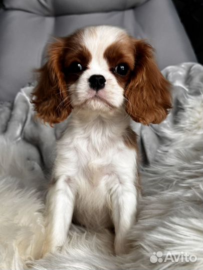 Кавалер Кинг Чарльз Спаниель