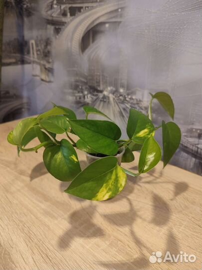 Эпипремнум золотистый укорененные черенки