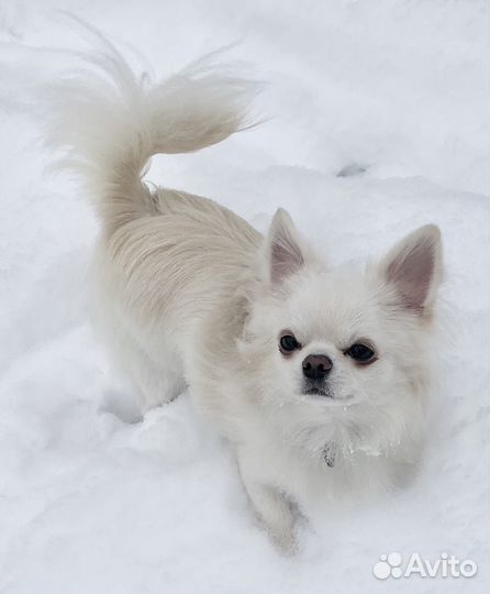 Чихуахуа Вязка кобель Крем Чемпион