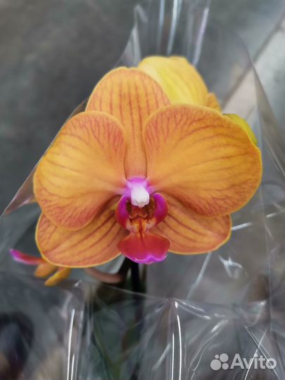 Красивые Сортовые орхидеи Лас Вегас и др