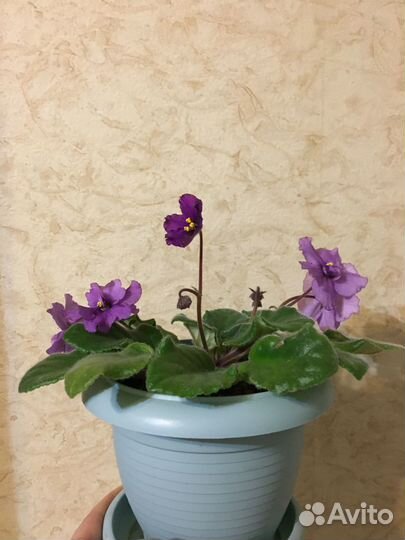 Фиалка в горшке