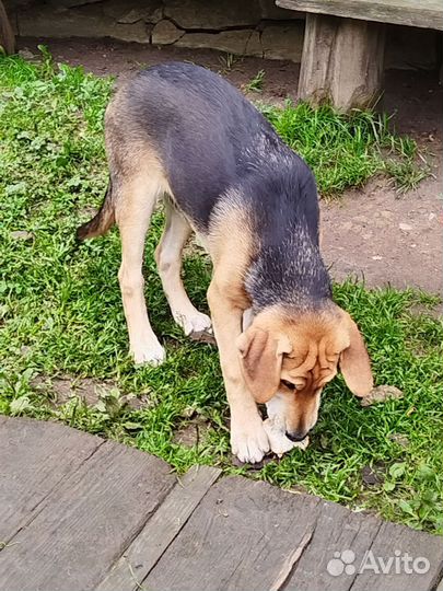 Русская гончая