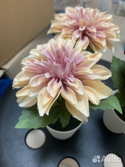 Фейка астра, икеа