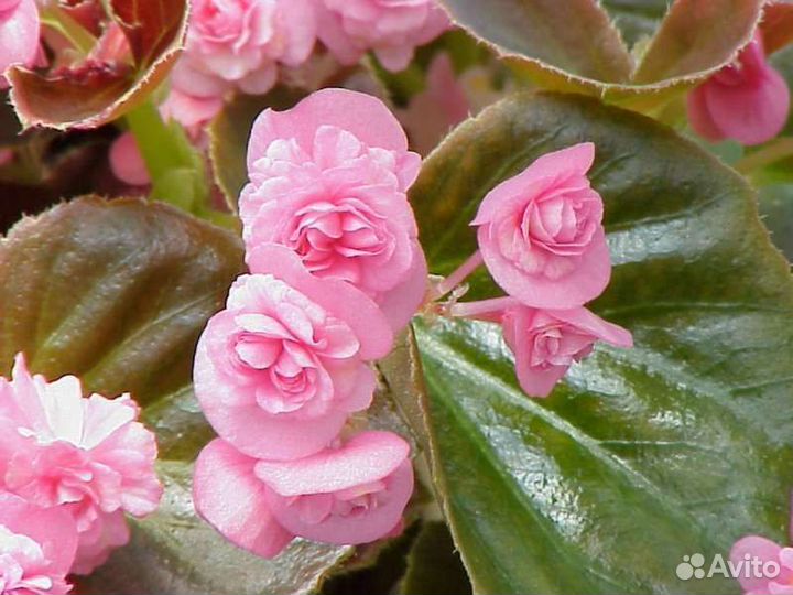 Бегония махровая вечноцветущая