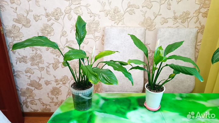 Спатифиллум