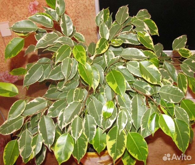 Фикус бенджамина пестролистный Лакия и Бафт