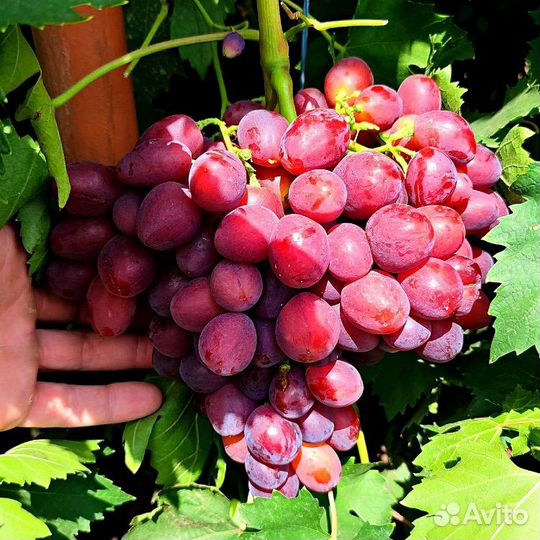 Саженцы Винограда Велюр