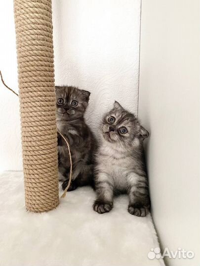 Котята шотландцы вислоухие