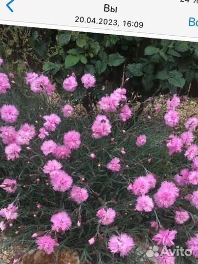 Растения для сада