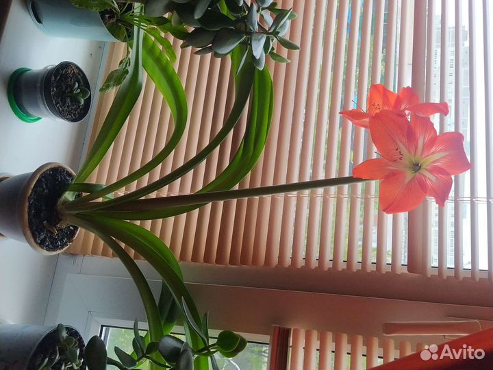 Гипиаструм