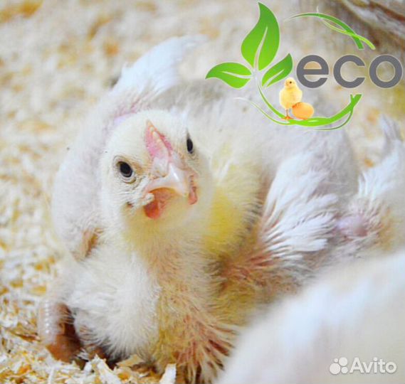 Мясо домашнего бройлера. Опт и розница