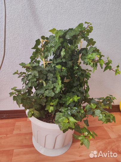 Плющ хедера