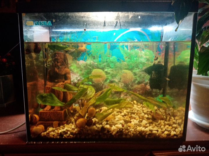 Аквариум