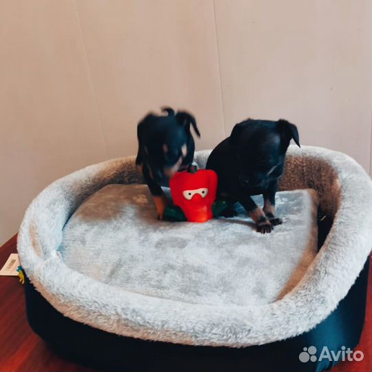 Мини той-терьер щенки