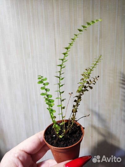 Папоротники и фитонии