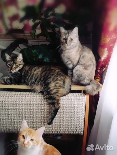 Кошка полосатая