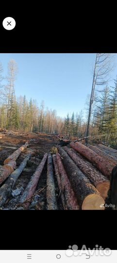 Лес кругляк пиловочник. лиственница