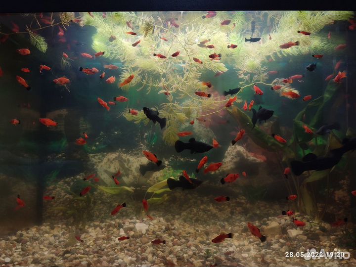 Аквариумные рыбки: меченосцы, молинезии, креветки