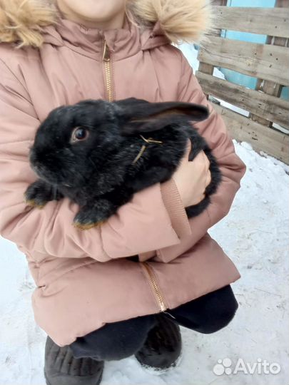Продам кроликов