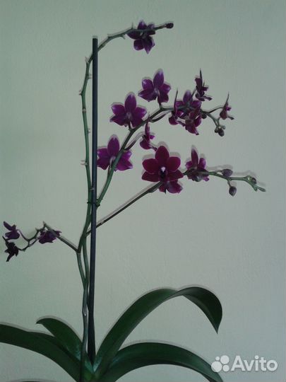 Орхидея (восковик)