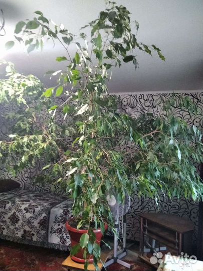 Продам цветы комнатные
