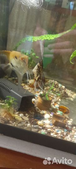 Скалярии пара нерестовая