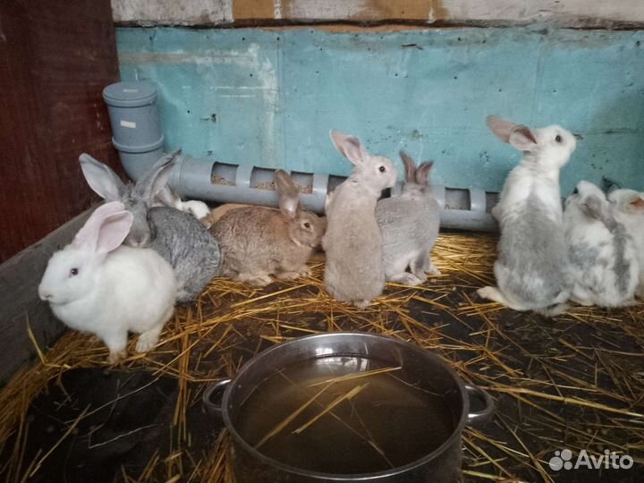 Серые великаны