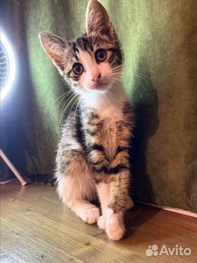 Котёнок ищет дом