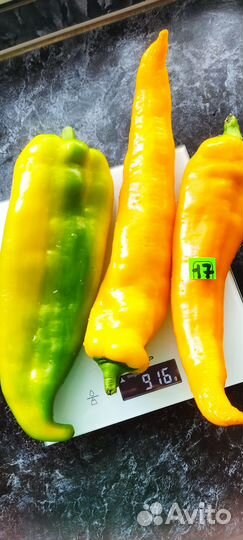 Семена сладкого перца