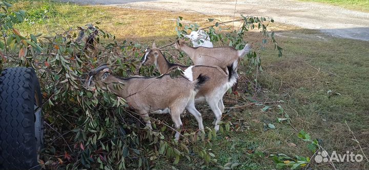 Альпийские и зааненские козы