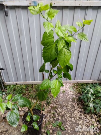 Гибискус китайская роза