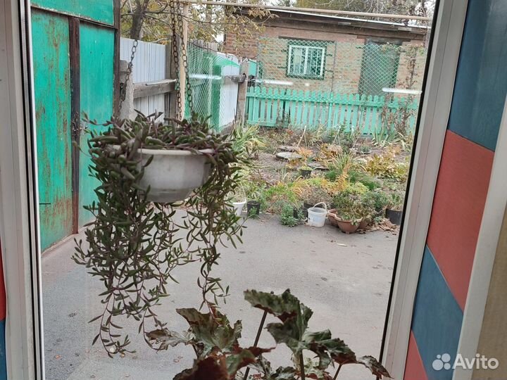 Продам цветы комнатные