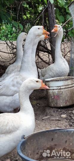Гуси порода Линда