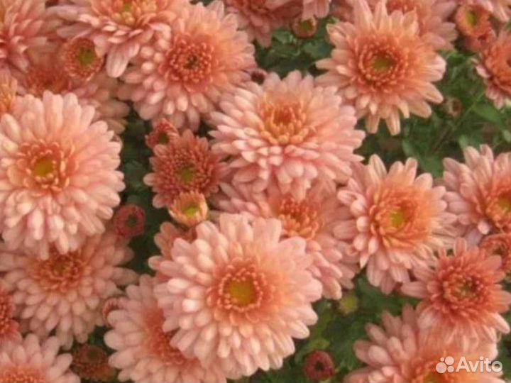 Хризантемы мультифлора