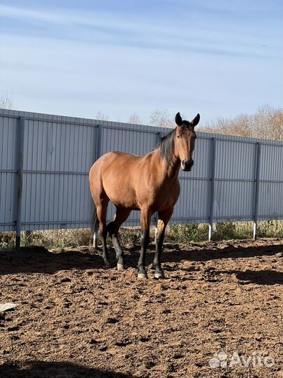Продается лошадь