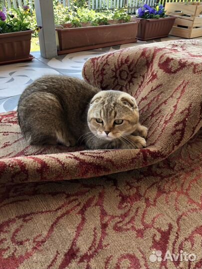 Шотландский кот - вязка