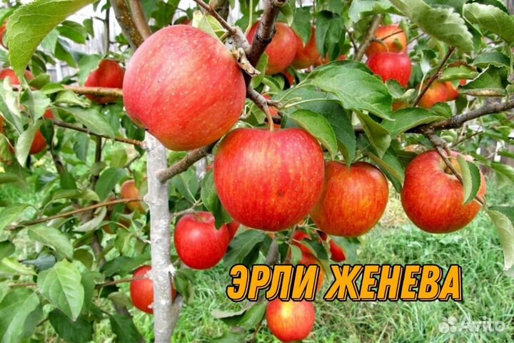 Саженцы летних яблонь