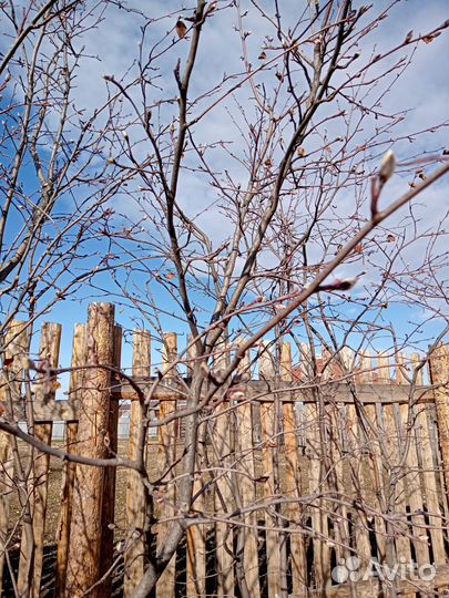 Ирга саженцы