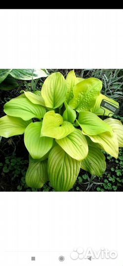 Цветы для сада