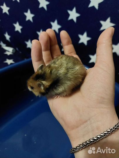 Сирийский хомяк