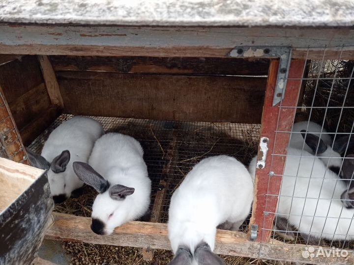 Калифорнийские кролики