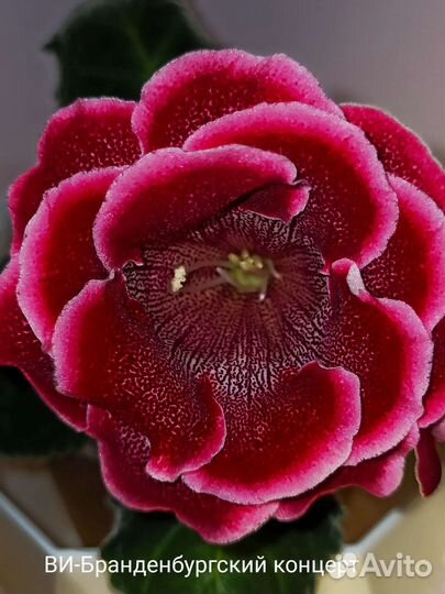 Глоксинии детки