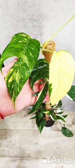 Epipremnum Pinnatum White Variegated