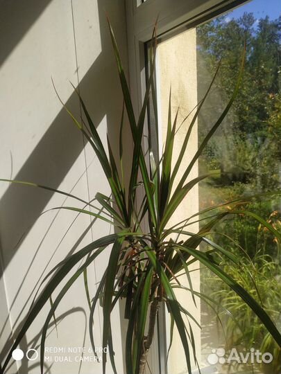 Драцена Драко