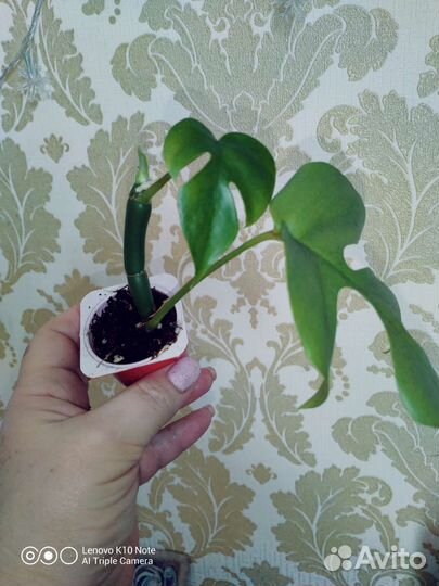 Монстера Минима