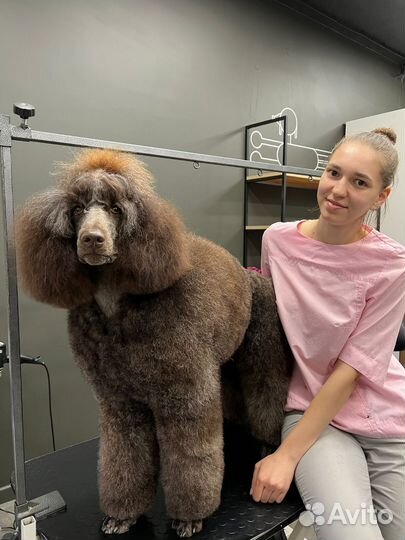 Груминг, стрижка собак