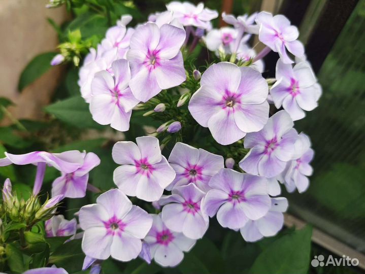 Флоксы многолетние