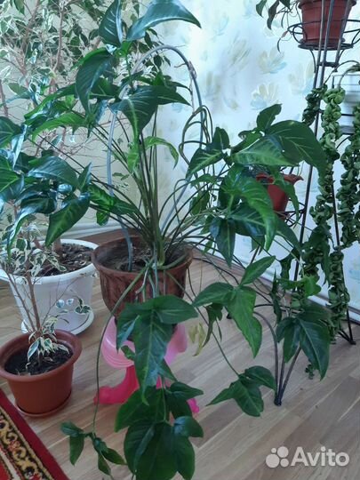 Сингониум ушковидный