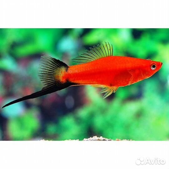 Аквариумные рыбки