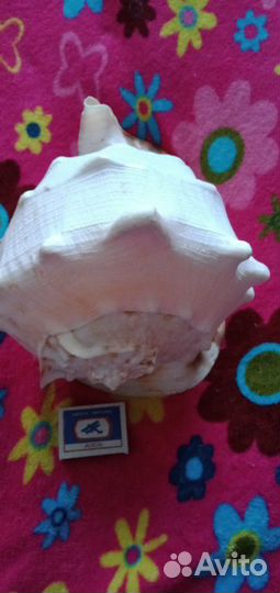 Морская раковина кассис. Куба